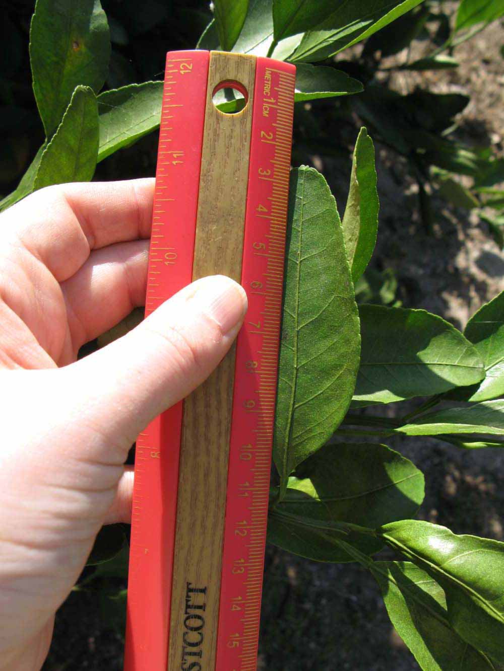              Unifoliolate leaf (Winter Haven, FL)       